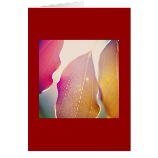 日曜日は葉を通って照ります (正面)