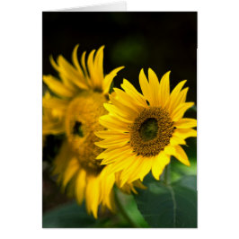 日曜日を浸すヒマワリ