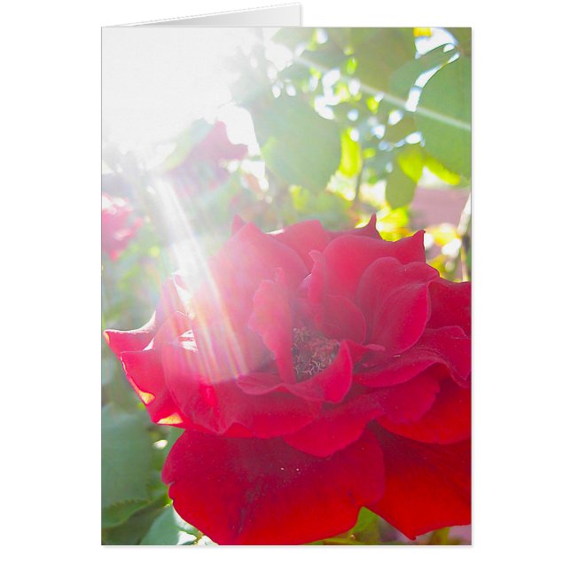 日曜日(5)の範囲 (正面)