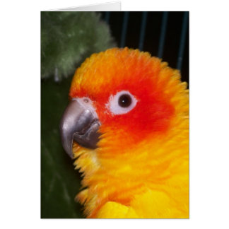 日曜日Conure