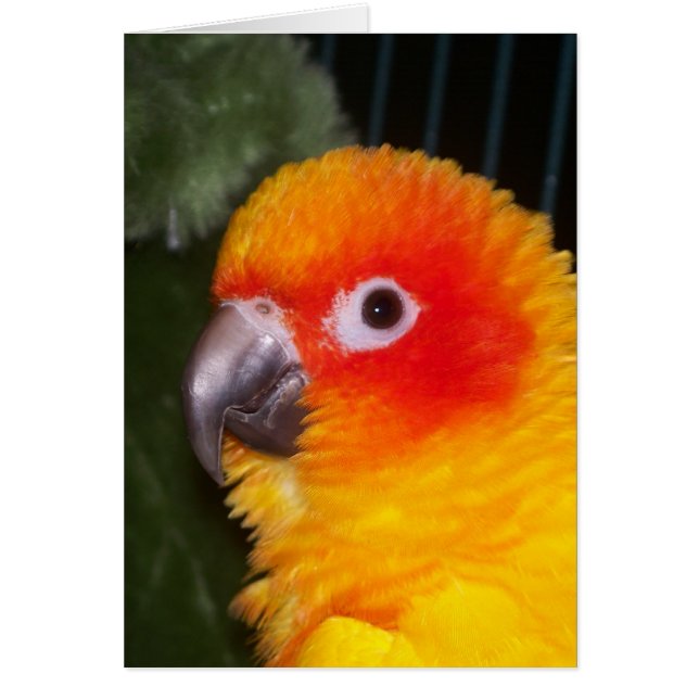 日曜日Conure (正面)