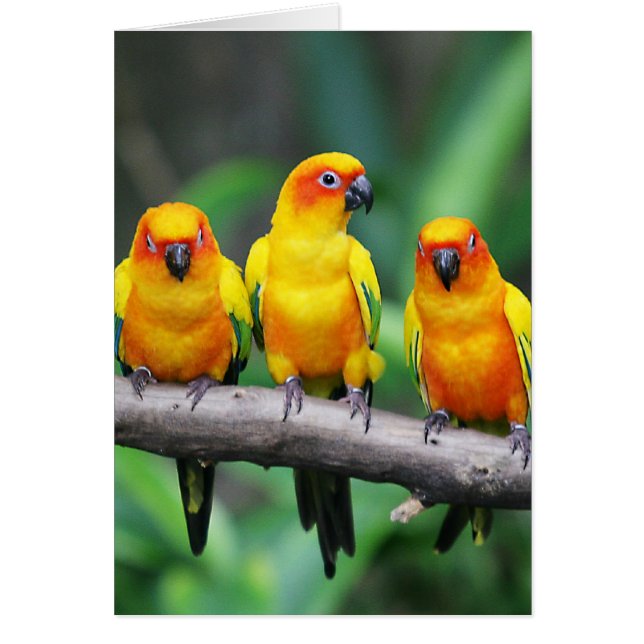 日曜日Conures (正面)