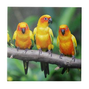 日曜日Conures タイル