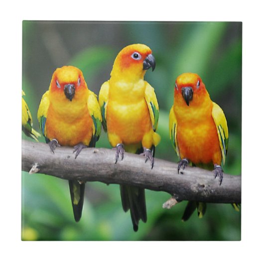 日曜日Conures タイル (正面)