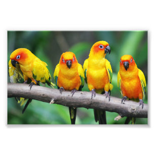 日曜日Conures フォトプリント