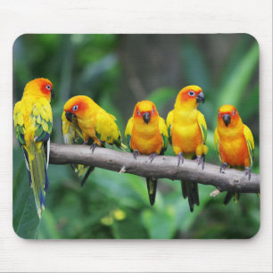 日曜日Conures マウスパッド