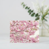 日本でさくらんぼの花を咲かせる ポストカード (スタンド正面)