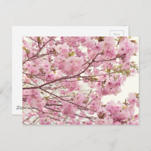 日本でさくらんぼの花を咲かせる ポストカード (正面/裏面)