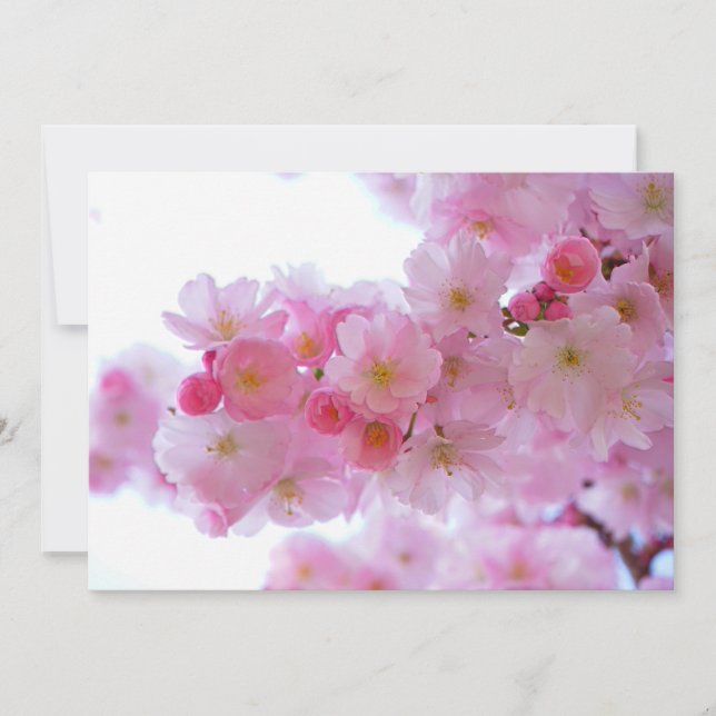 日本のさくらんぼの木の花 (正面)