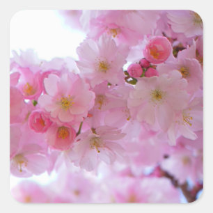 日本のさくらんぼの木の花 スクエアシール