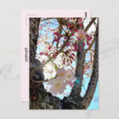 日本のさくらんぼ花はがき日本の桜 (思川桜) ポストカード (正面/裏面)