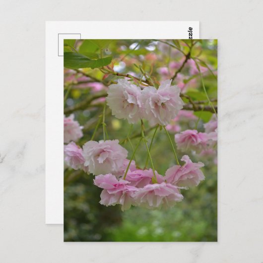 日本のさくらんぼ花咲き葉書 ポストカード (正面/裏面)