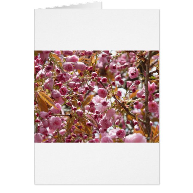 日本のさくらんぼ (正面)