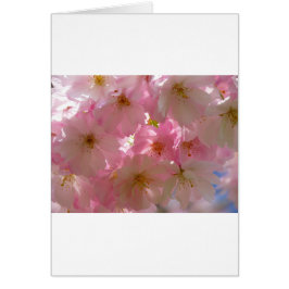 日本のさくらんぼ