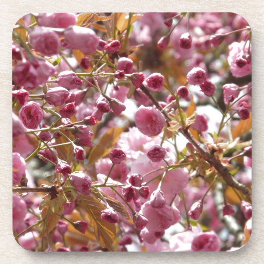 日本のさくらんぼ コースター (正面)