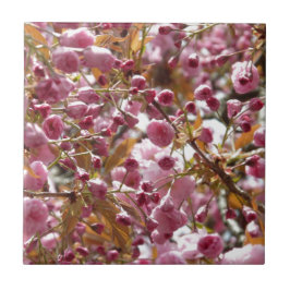 日本のさくらんぼ タイル
