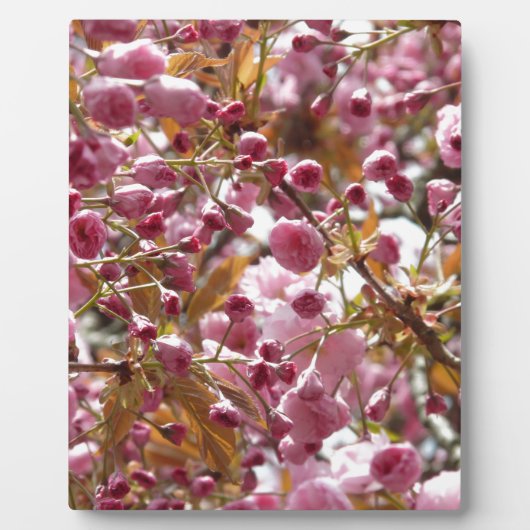 日本のさくらんぼ フォトプラーク (正面)