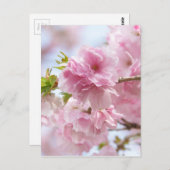 日本のさくらんぼ ポストカード (正面/裏面)