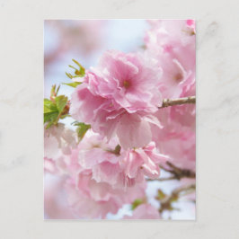 日本のさくらんぼ ポストカード