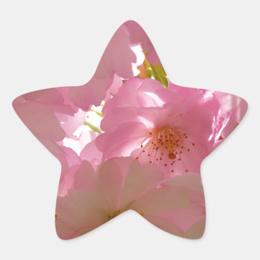 日本のさくらんぼ 星シール (正面)