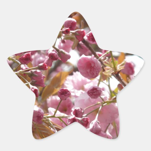 日本のさくらんぼ 星シール (正面)