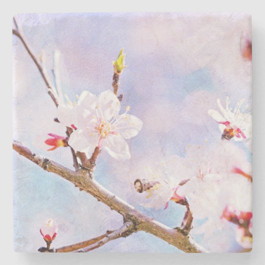 日本のさくらんぼ-桜イン開花 ストーンコースター (正面)