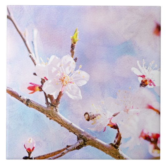 日本のさくらんぼ-桜イン開花 タイル (正面)