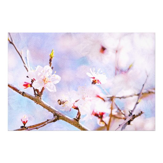 日本のさくらんぼ-桜イン開花 フォトプリント            (正面)