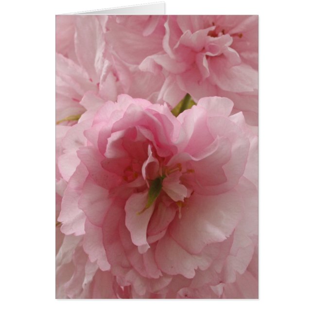 日本のなさくらんぼ (正面)