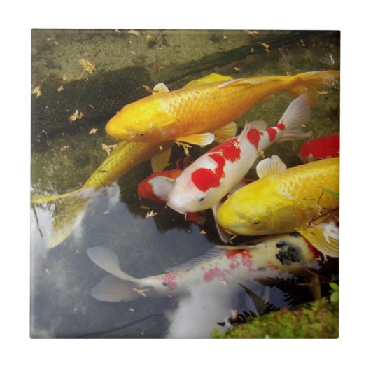 日本のなコイのコイの十分の水路 タイル (正面)