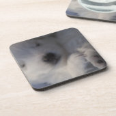 日本のなスピッツの睡眠の子犬のコースター コースター (左側)