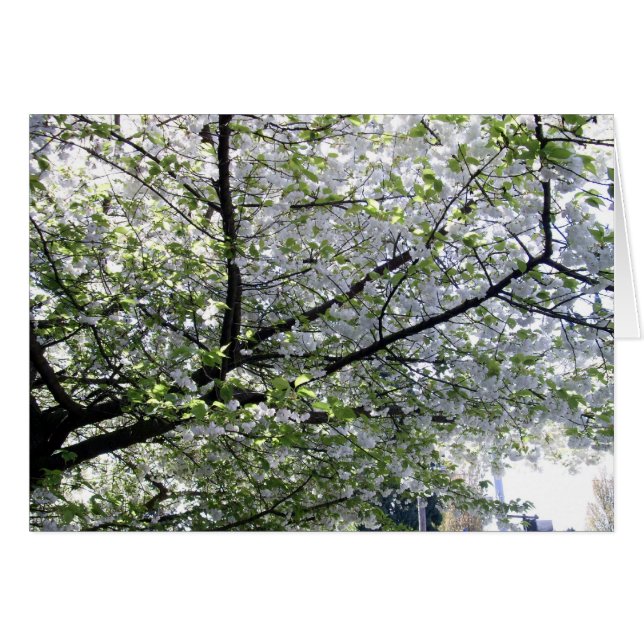 日本のな桜の空白のなカード (正面横)
