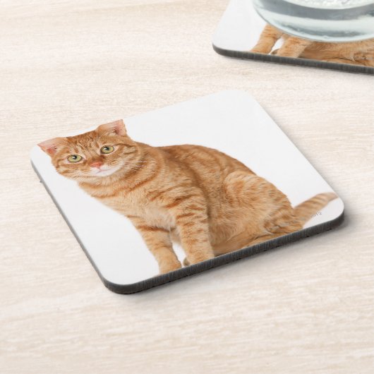 日本のな猫 コースター (左側)