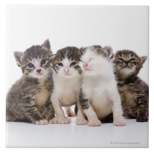 日本のな猫 タイル (正面)