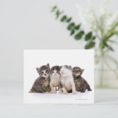 日本のな猫 ポストカード (スタンド正面)