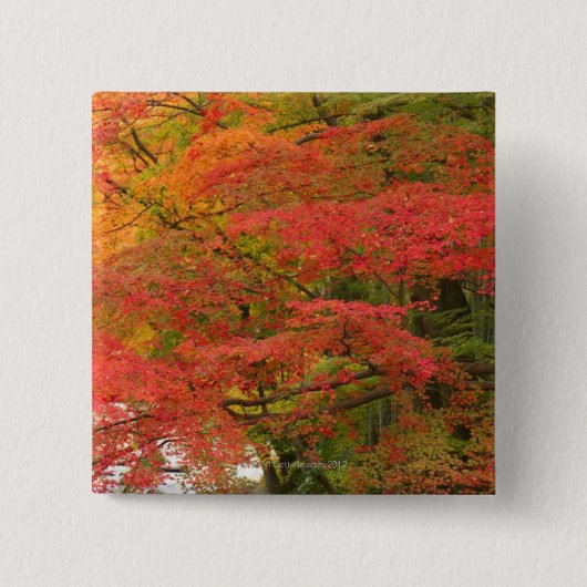 日本のな紅葉 缶バッジ (正面)