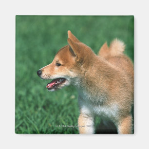 日本のな超小型のShiba マグネット