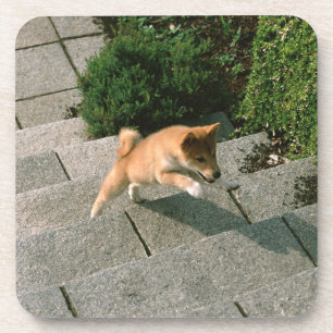 日本のな超小型のShiba 3 コースター