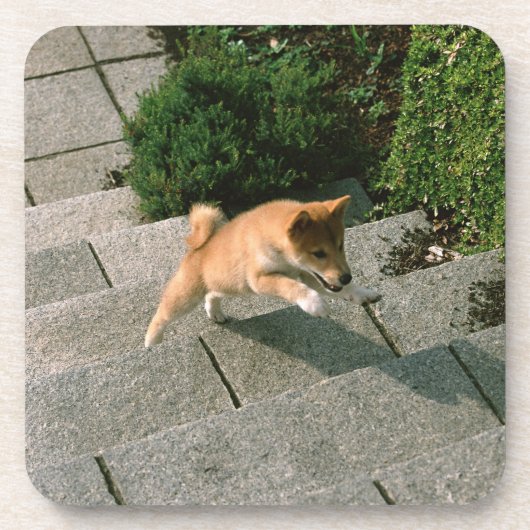 日本のな超小型のShiba 3 コースター (正面)