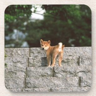 日本のな超小型のShiba 4 コースター