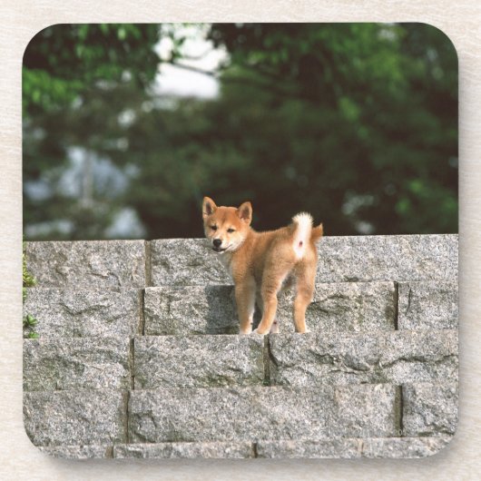 日本のな超小型のShiba 4 コースター (正面)