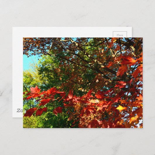 日本のカエデ秋の木葉の ポストカード (正面/裏面)