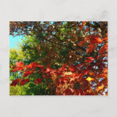 日本のカエデ秋の木葉の ポストカード (正面)