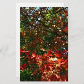 日本のカエデ秋の木葉の 便箋 (正面/裏面)