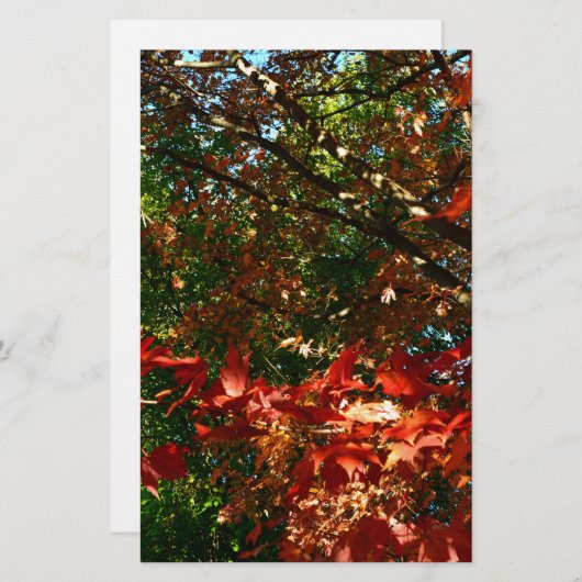 日本のカエデ秋の木葉の 便箋 (正面/裏面)