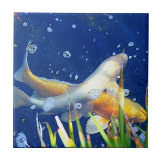 日本のコイの池のタイル タイル (正面)