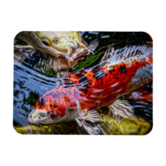 日本のコイ魚池 マグネット (横)