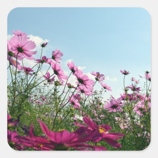 日本のコスモスの花 スクエアシール (正面)