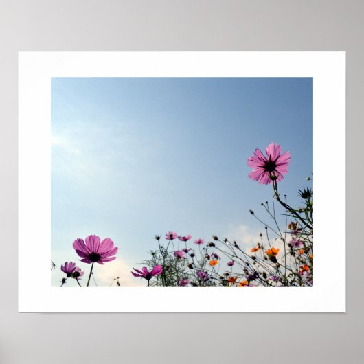 日本のコスモスの花 ポスター (正面)