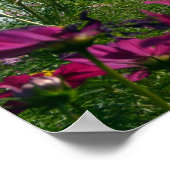 日本のコスモスの花 ポスター (角)